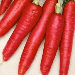 Carrot